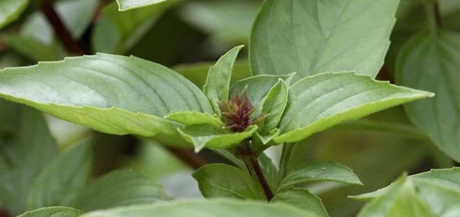 Huile Essentielle Basilic Tropical