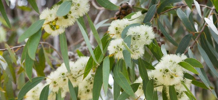 Huile Essentielle Eucalyptus Globulus