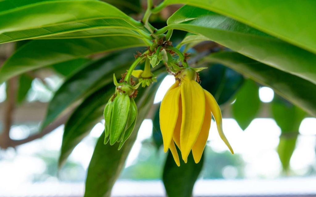 Huile Essentielle Ylang Ylang Complet